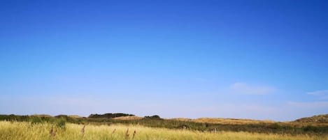 En stor, öppen gräsmark under en klarblå himmel.