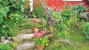 Ein rotes Holzhaus mit Fenster und einem Garten mit verschiedenen Pflanzen und Blumen.