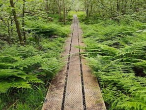 A narrow, unpaved path through a dense forest with ferns and trees. - 4 Person Holiday Home in Hals (Hals)