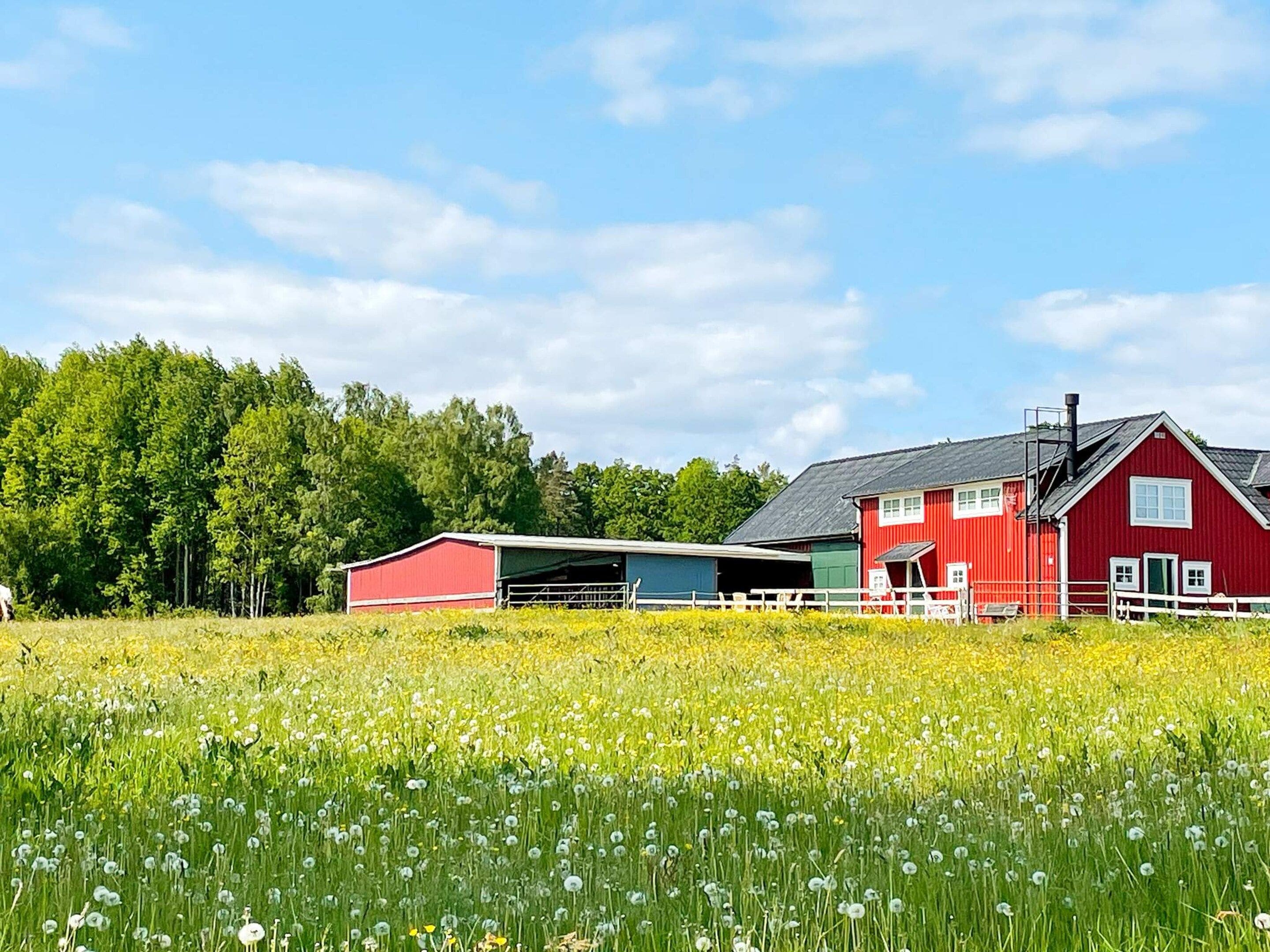 A red barn with a green roof, surrounded by a field of yellow flowers.