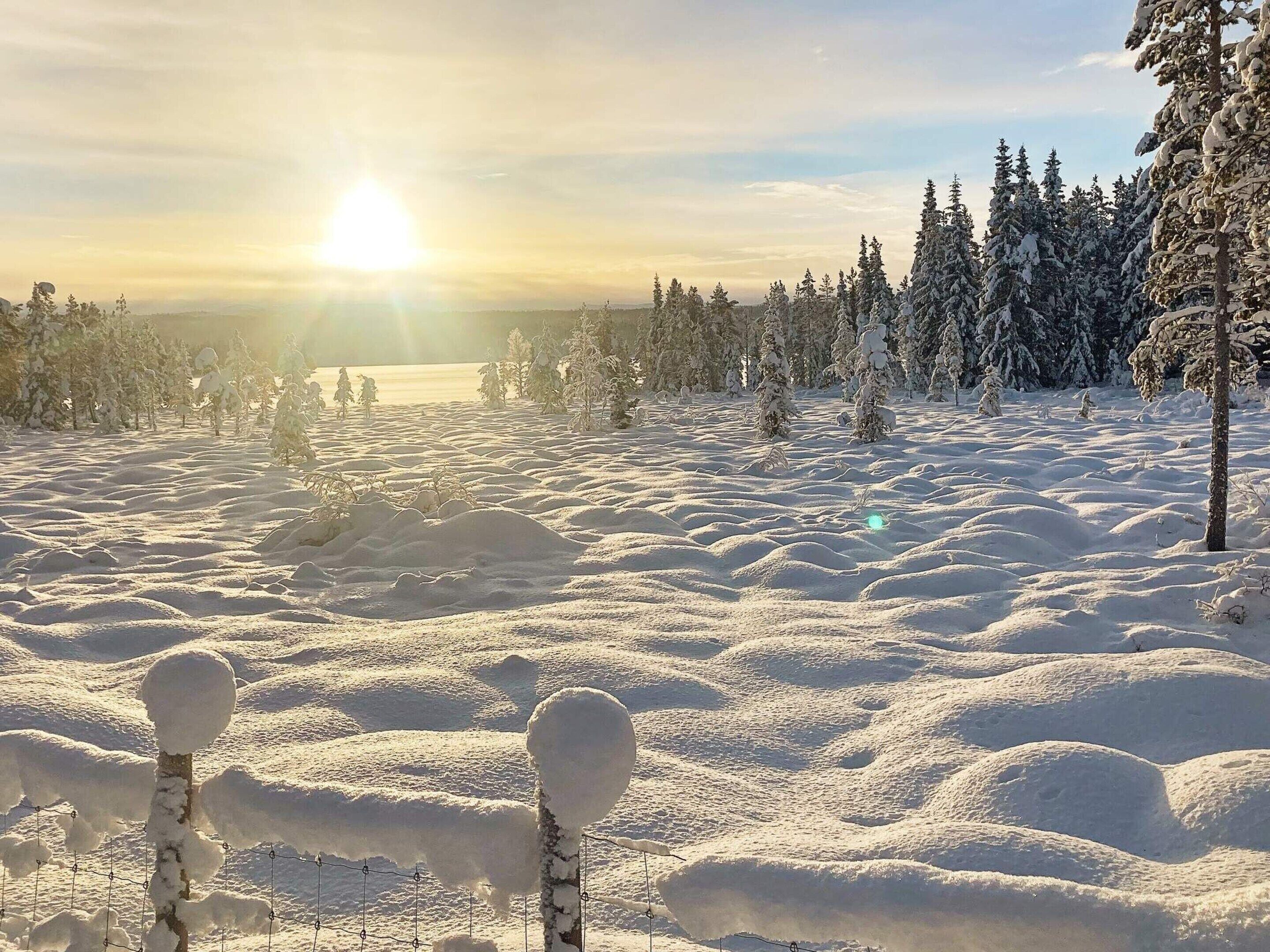 Lumipeitteinen maisema, jossa auringonvalo valaisee horisontin, puut ovat lumen peitossa ja etualalla näkyy aita.