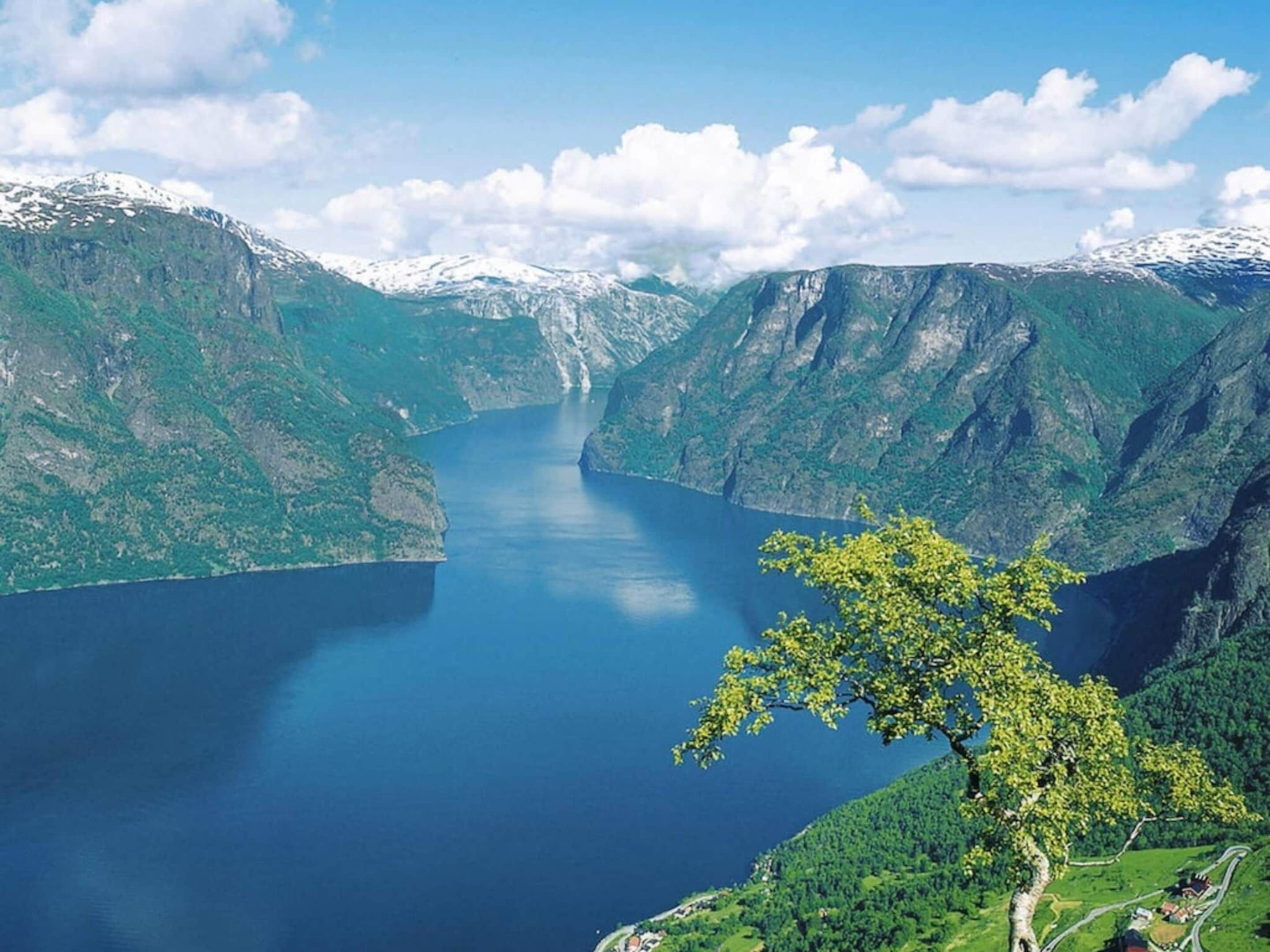 Un paisaje montañoso con un lago y un árbol en primer plano.