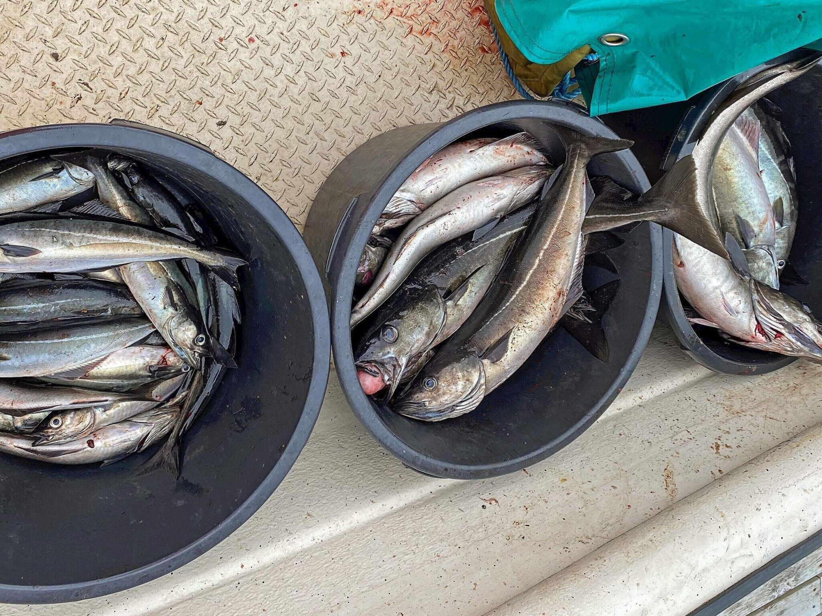 Two black bowls filled with fish on a textured surface.
