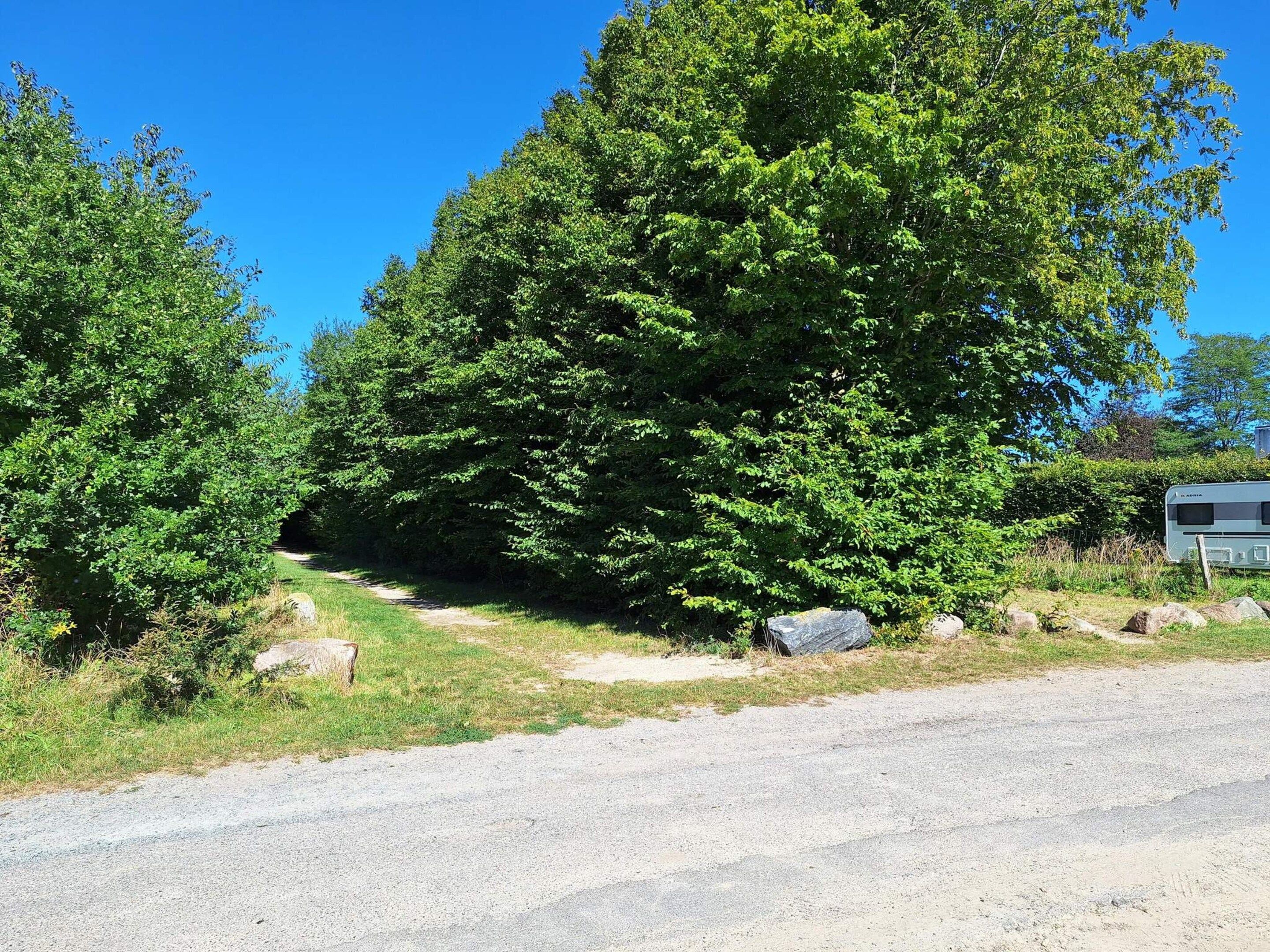 A gravel road with a large tree on the right and a small tree on the left.