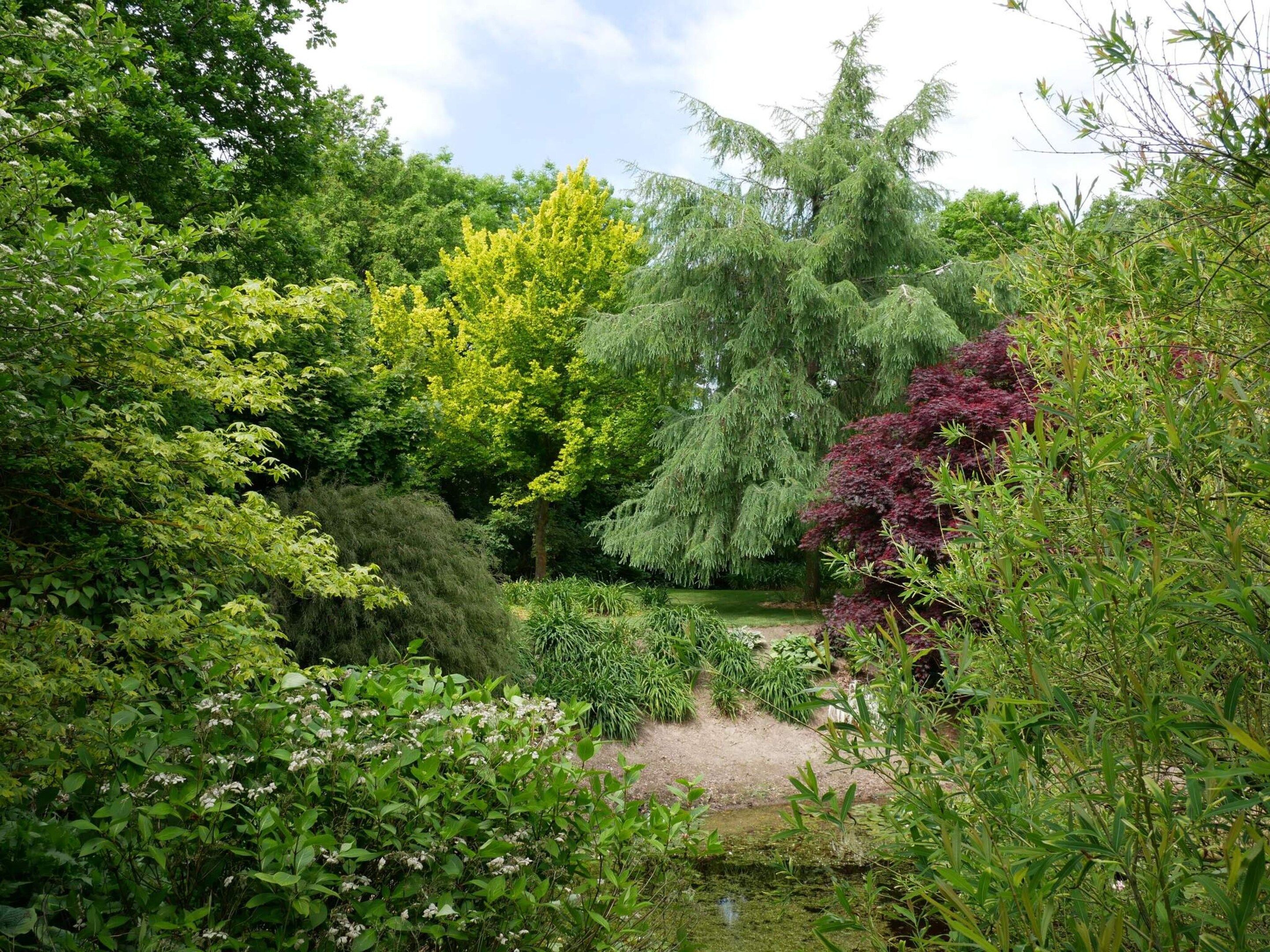 A lush garden with a variety of trees and shrubs, a small pond, and a dirt path.
