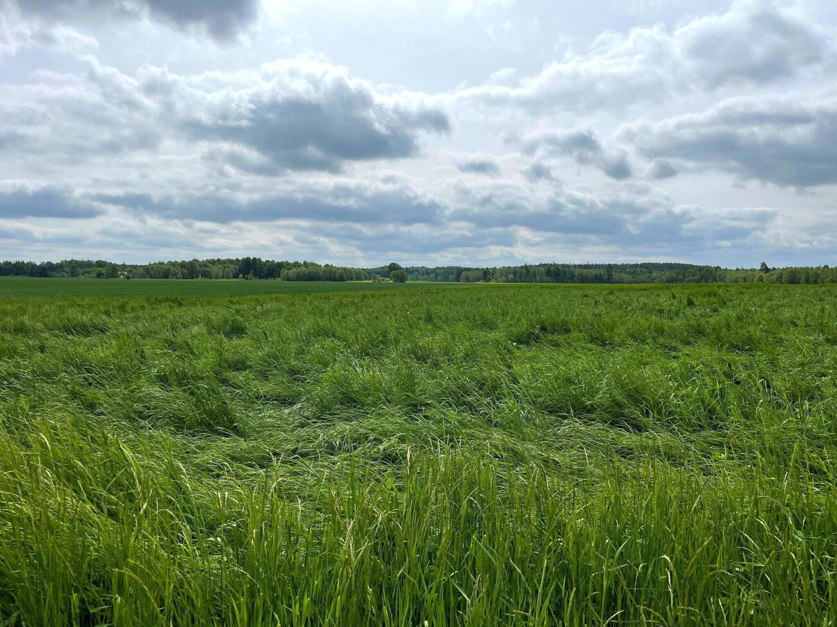 Een uitgestrekt groen veld met een rij bomen in de verte onder een bewolkte lucht.