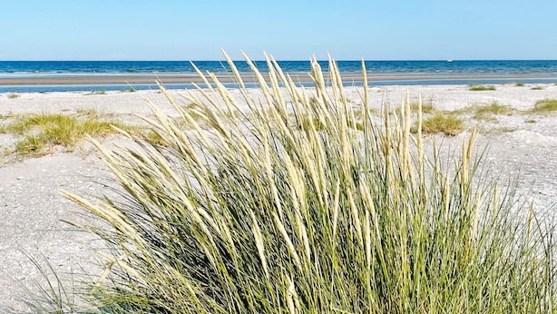 Une plage avec des dunes de sable et une vue dégagée sur l’océan.