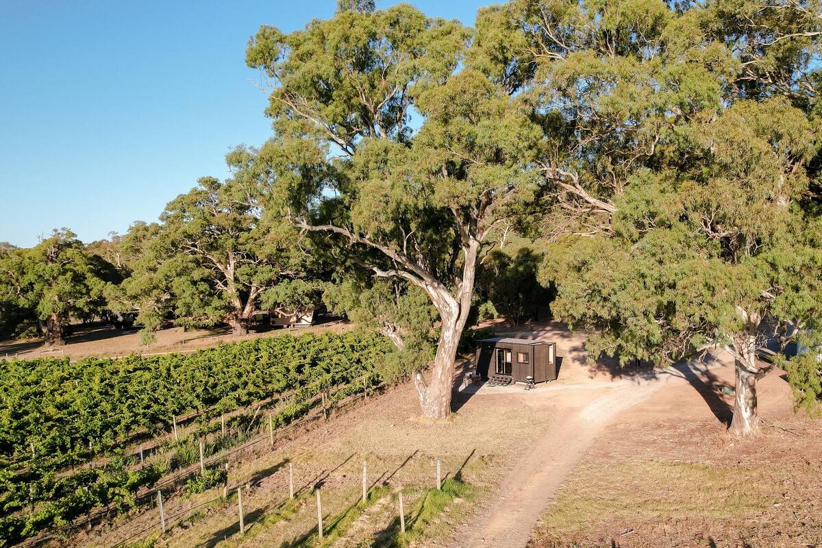 A vineyard with rows of grapevines and a small building surrounded by trees.