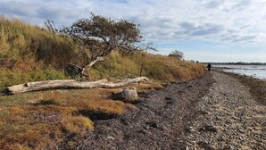 A pebbled beach with a fallen tree and grassy dunes. - 4 Person Holiday Home in Bogense (Bogense)