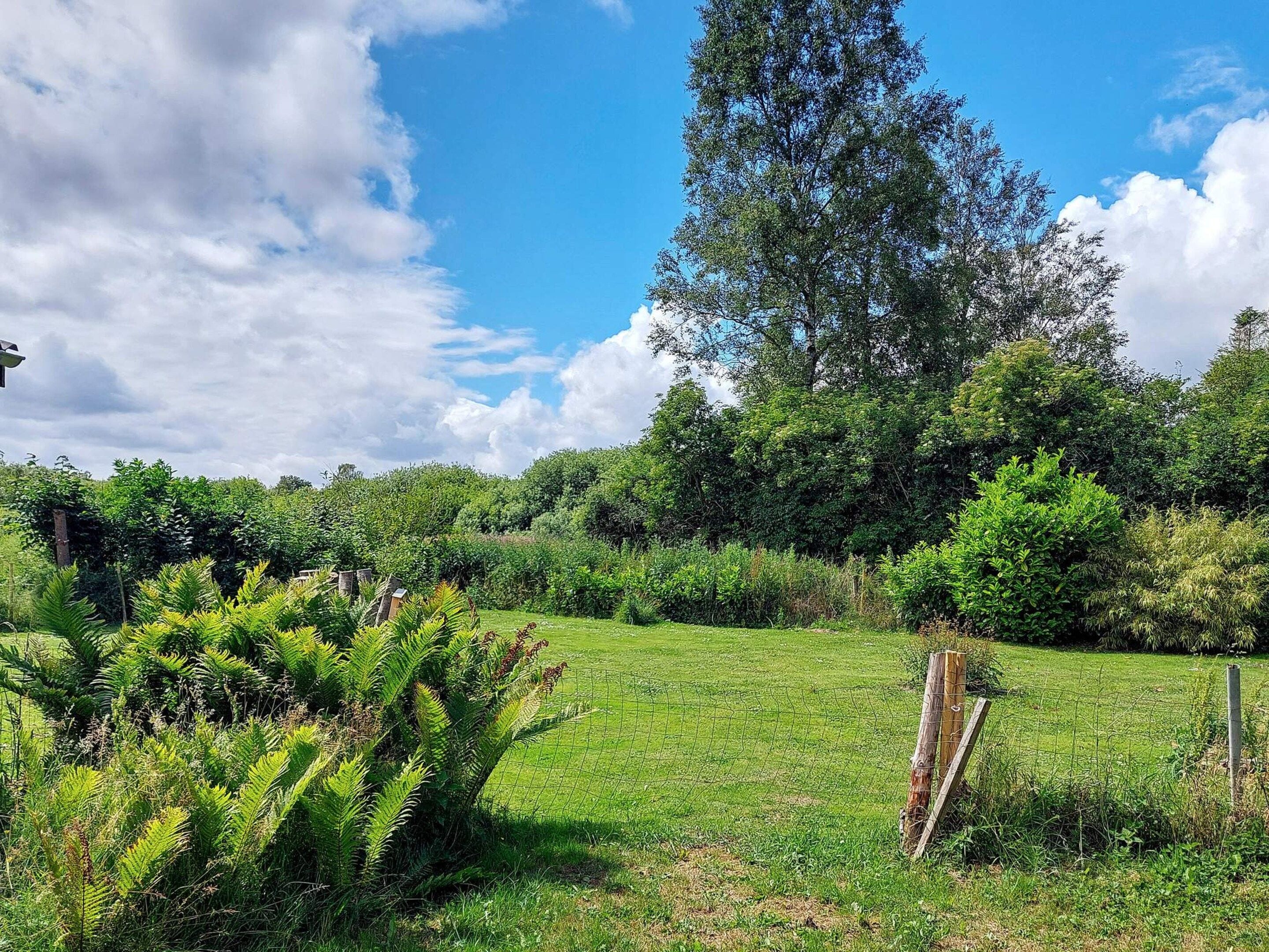 A grassy field with a tall tree and dense shrubbery.