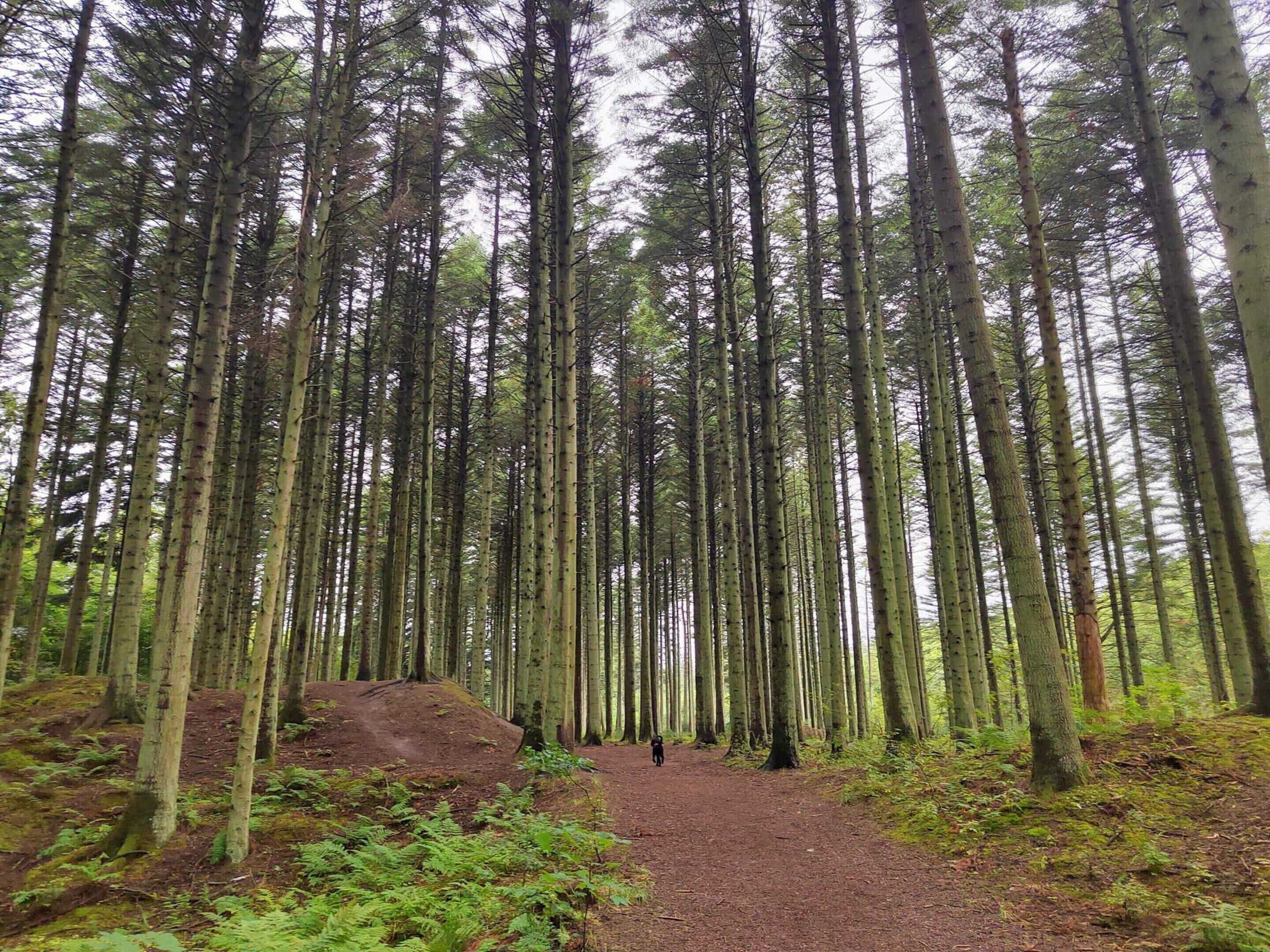 Ein bewaldetes Gebiet mit hohen Bäumen und einem Feldweg.