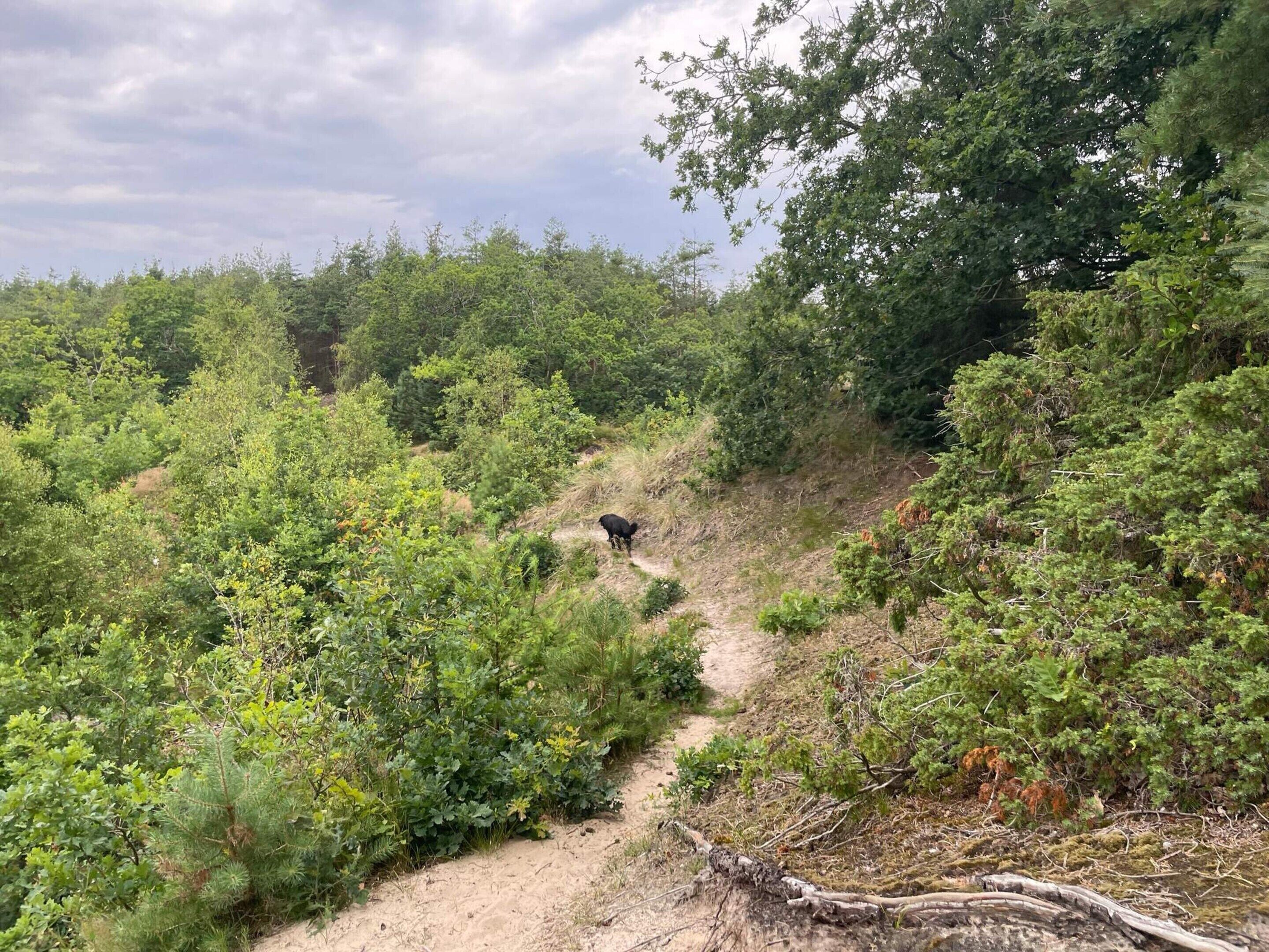 Luonnonmukainen maisema, jossa on tiheää kasvillisuutta ja sorainen polku.