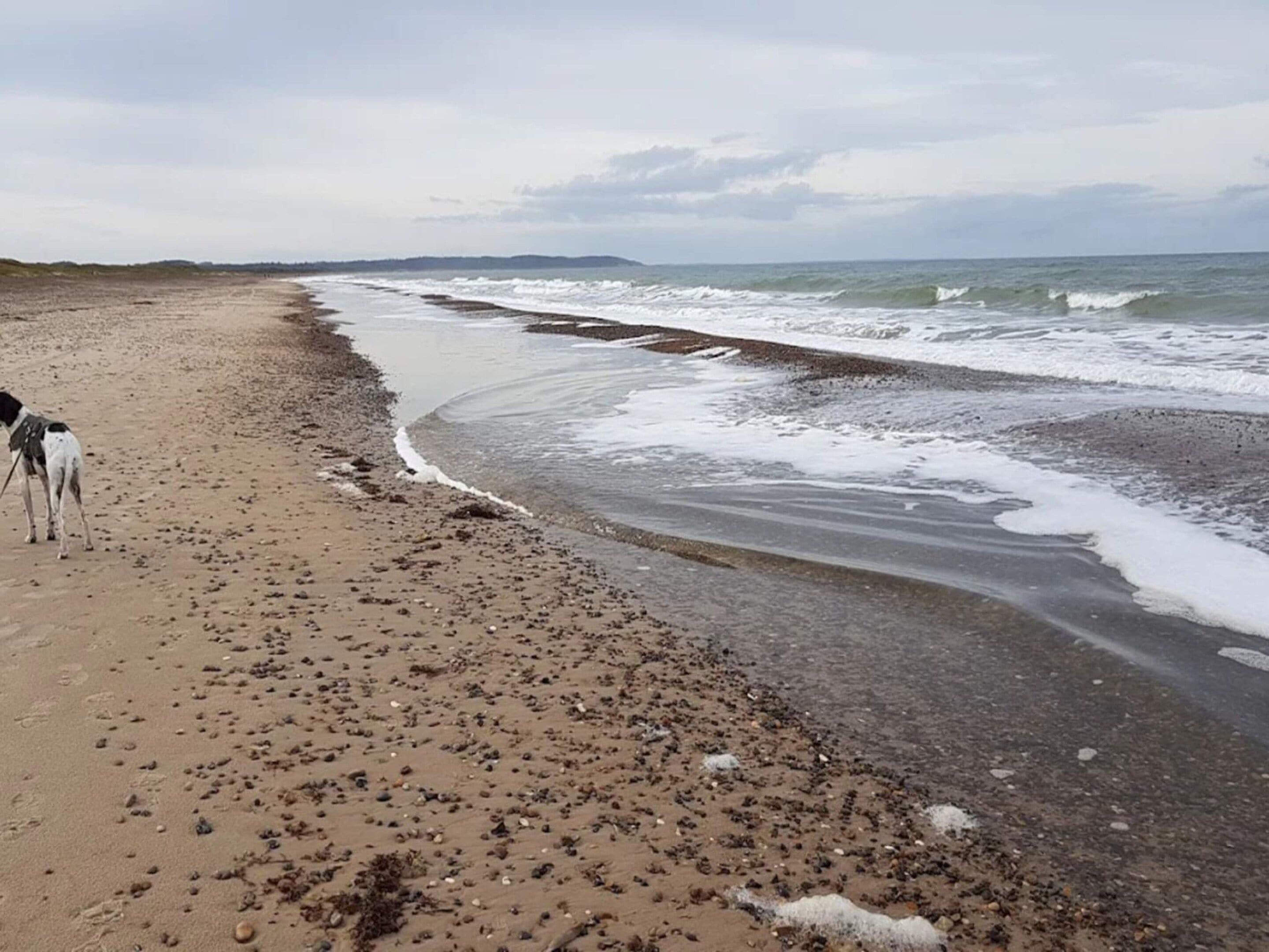 Une plage avec un rivage sablonneux et des vagues.