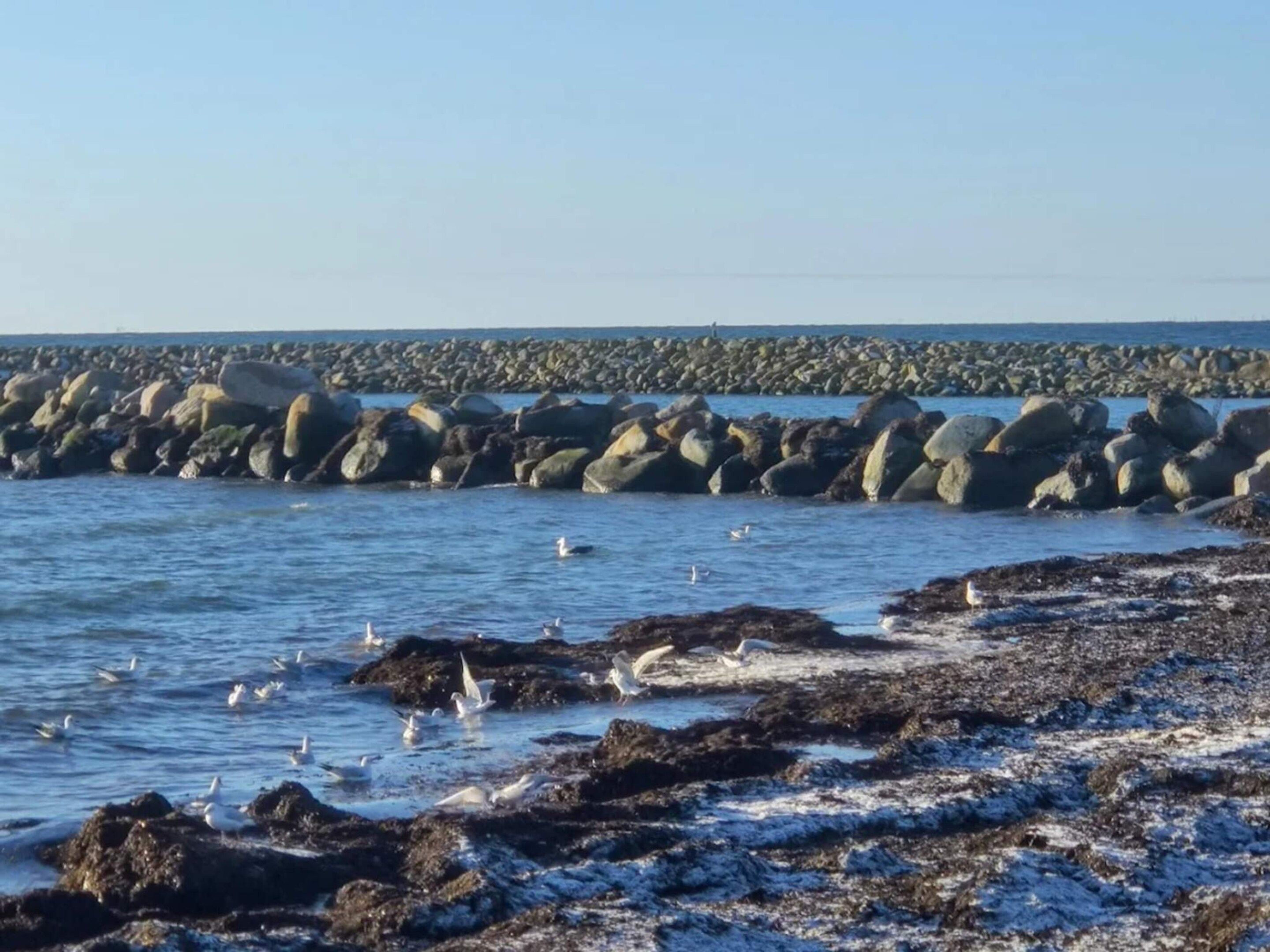A rocky shoreline with birds.