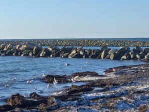 A rocky shoreline with birds. - 10 Person Holiday Home in Dannemare (Dannemare)