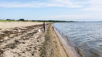 Una playa con una persona paseando a un perro, una orilla arenosa y una masa de agua tranquila.