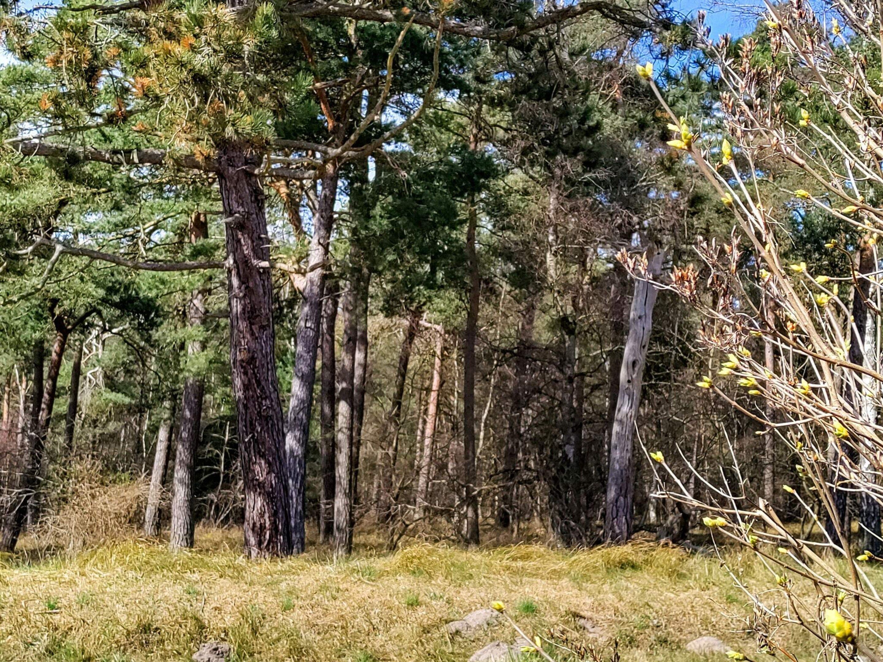 A dense forest with tall trees and a grassy ground.