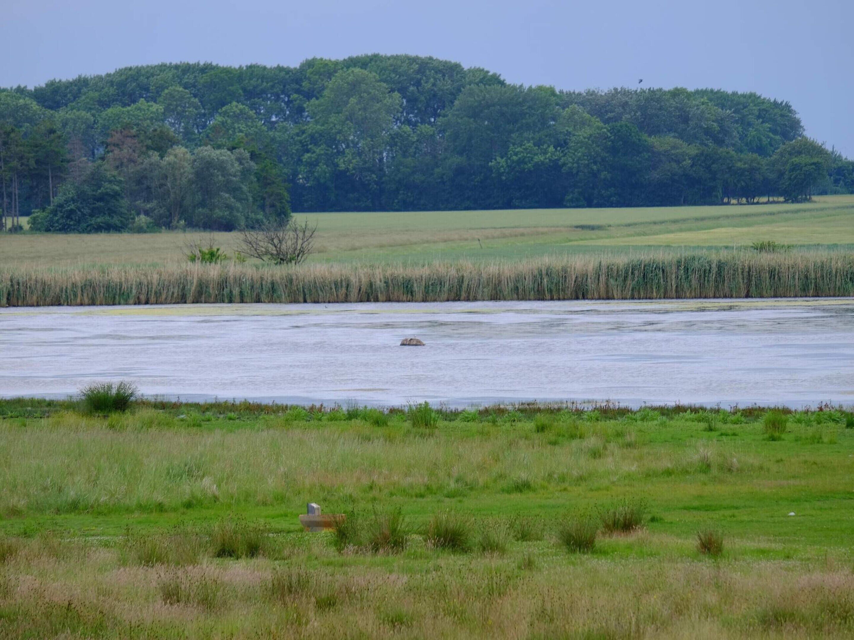 A river with a small island and a forested hill in the background.