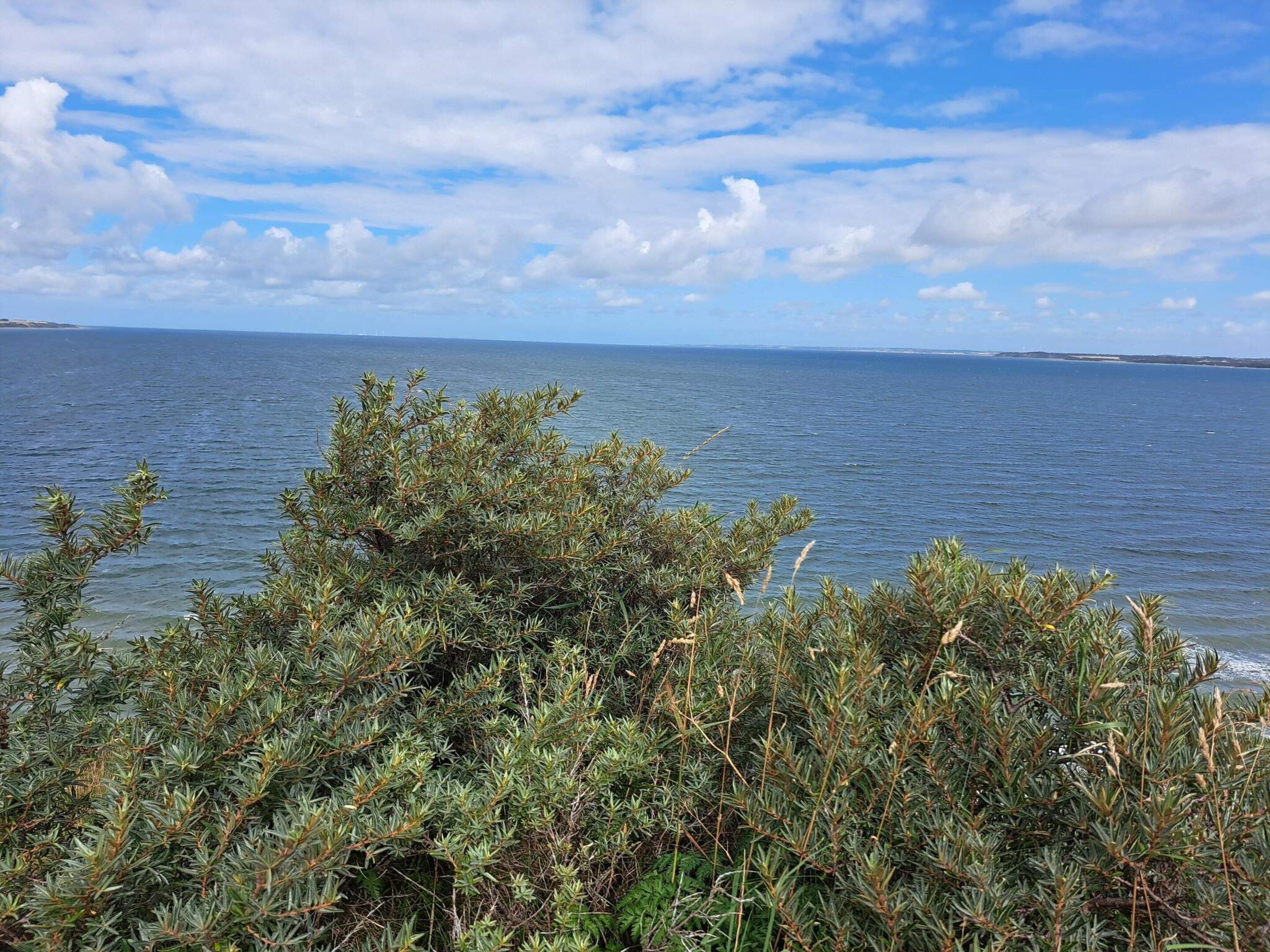 A coastal landscape with dense shrubbery in the foreground and a calm sea under a partly cloudy sky.