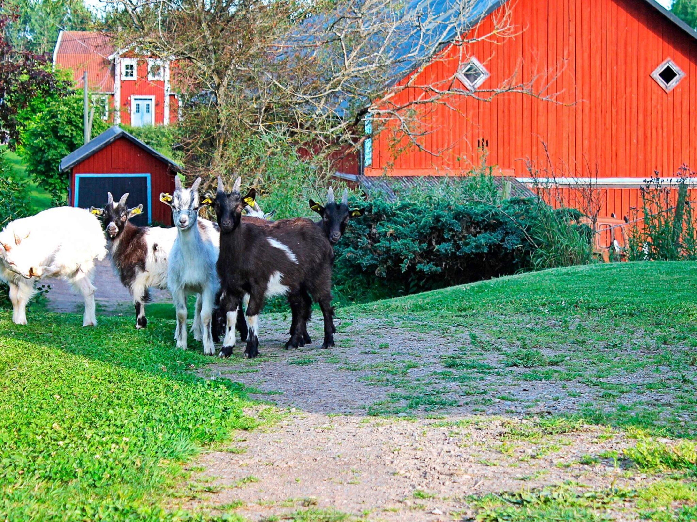 A rural scene with a red barn, a path, and goats.