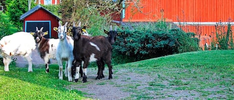 A rural scene with a red barn, a path, and goats.