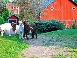 A rural scene with a red barn, a path, and goats. - 6 Person Holiday Home in Stjarnhov (Stjarnhov)