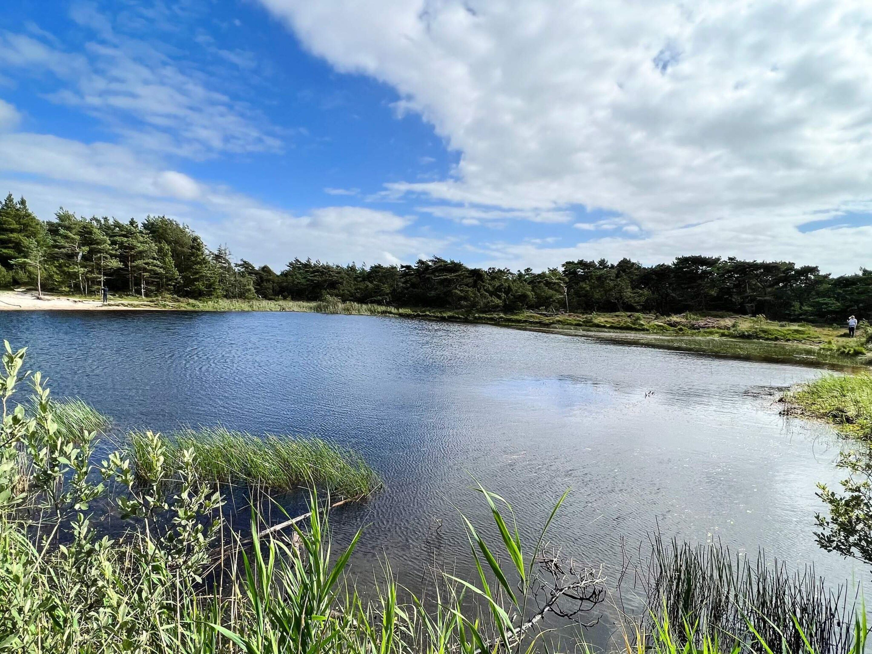 A calm lake with a forested shoreline and a clear sky.