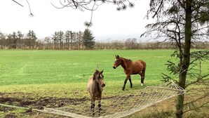 A horse in a grassy field with a rope barrier and a tree. - 6 Person Holiday Home in Bedsted Thy (Bedsted)