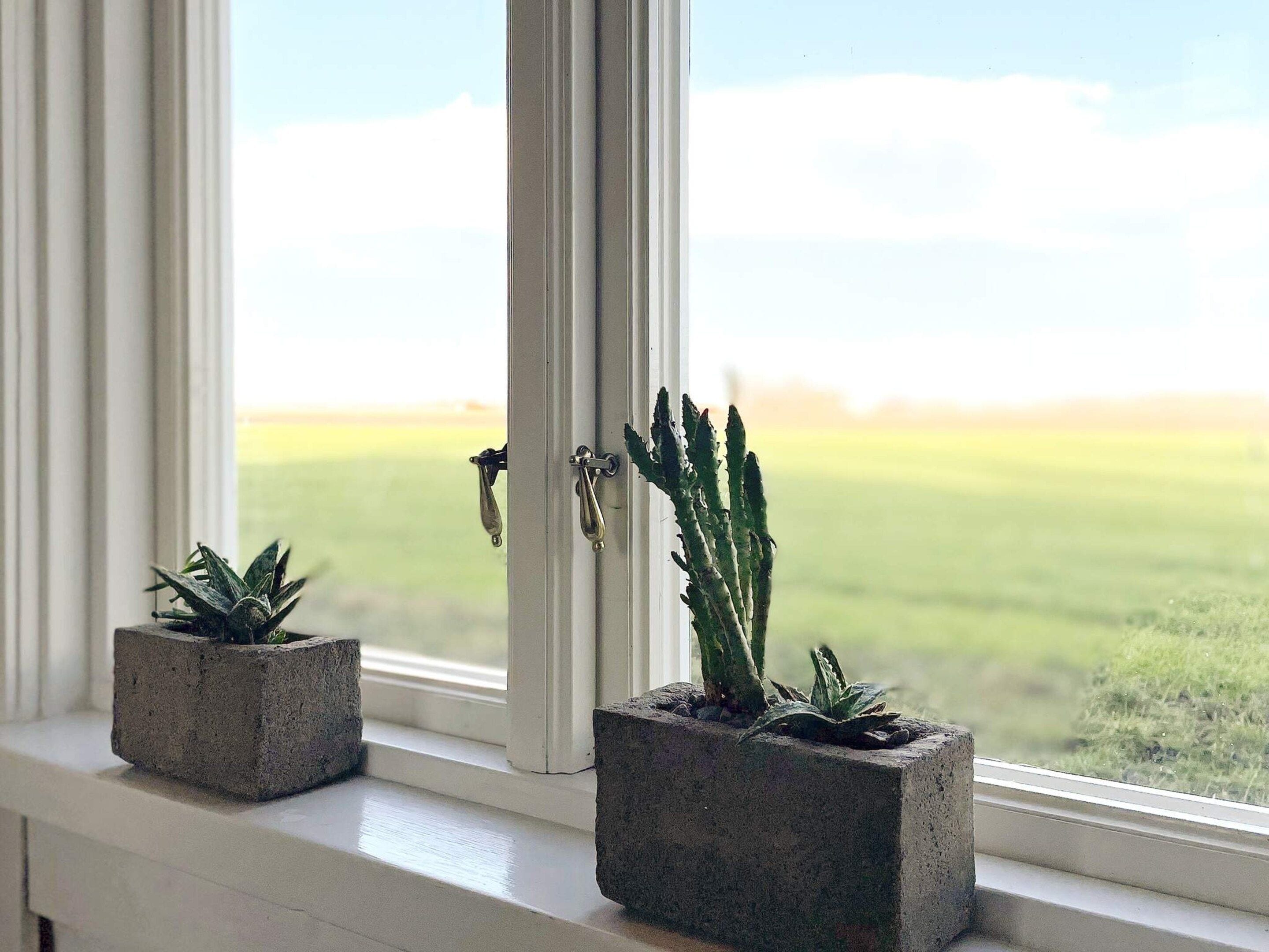 Twee planten in pot op een vensterbank, met uitzicht op een grasveld.