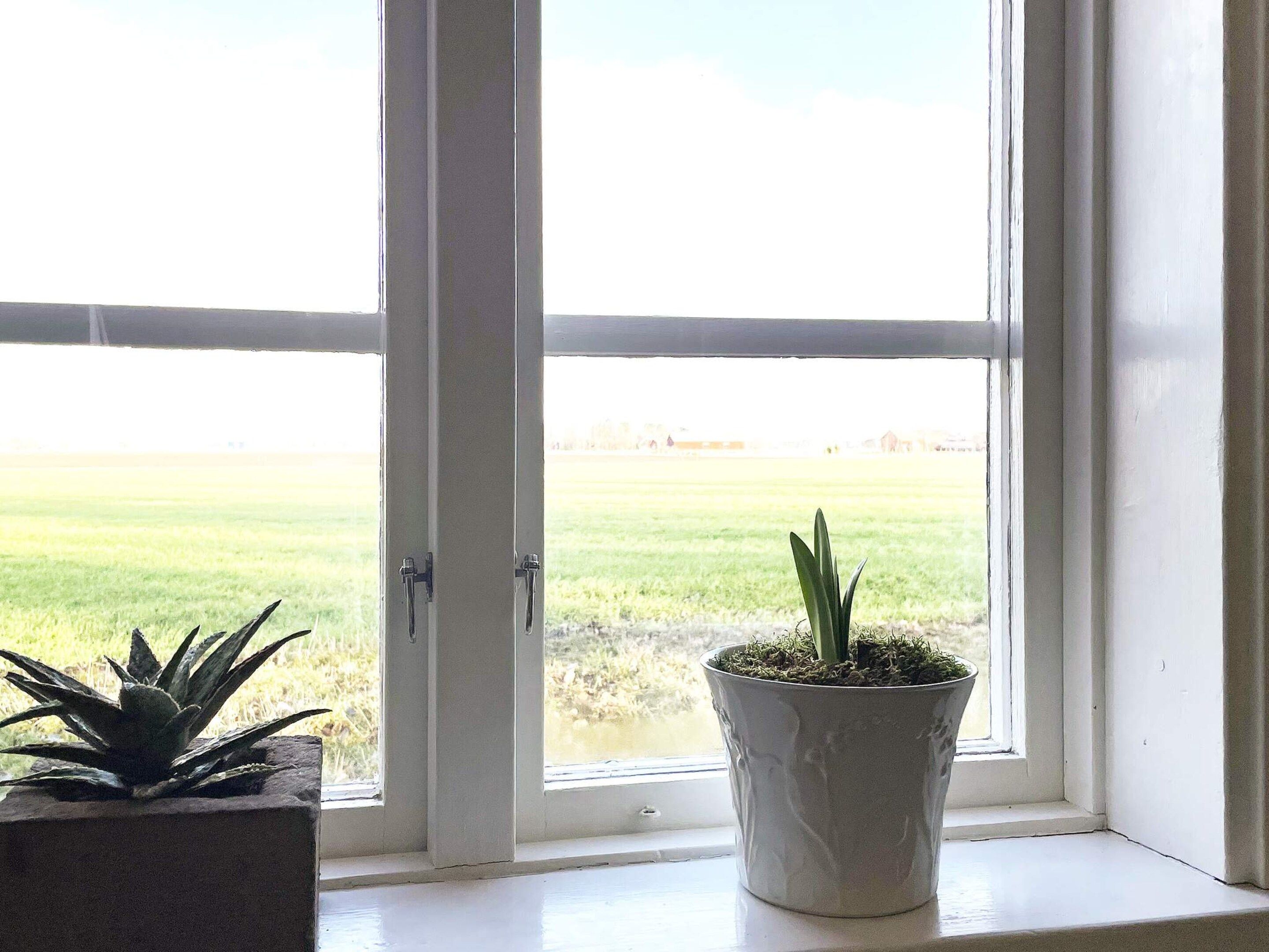 A window with a view of a grassy field, a potted plant on the windowsill, and a door with a handle.