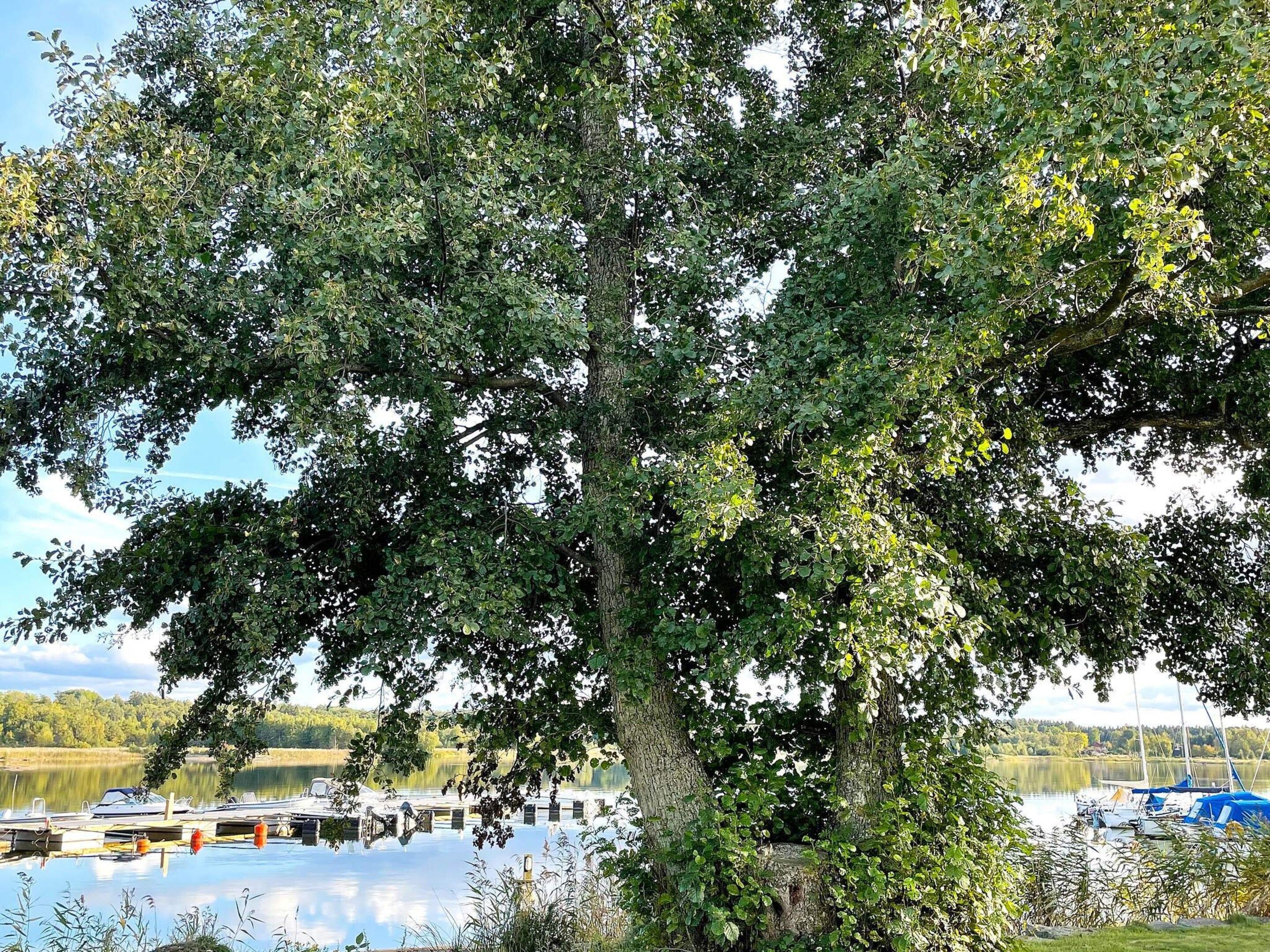 A large tree with dense foliage in front of a calm lake with boats docked.
