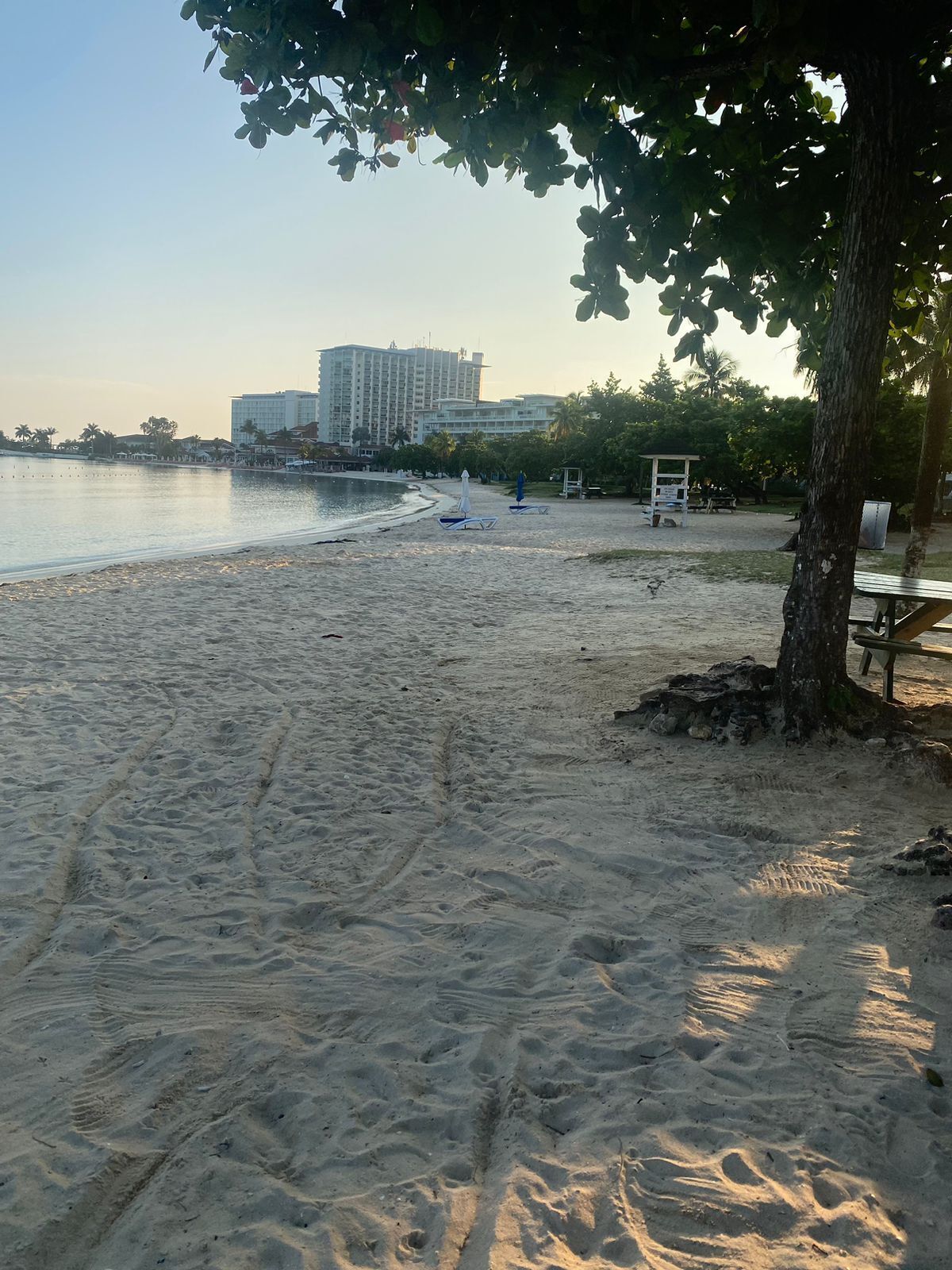 Una playa con un árbol, una banca y una torre de salvavidas.