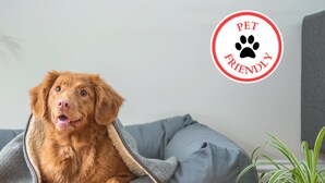 A dog in a cozy blanket on a grey couch with a 'PET FRIENDLY' sign in the background. - OYO Hotel I-20 Decatur, East Atlanta (Decatur)