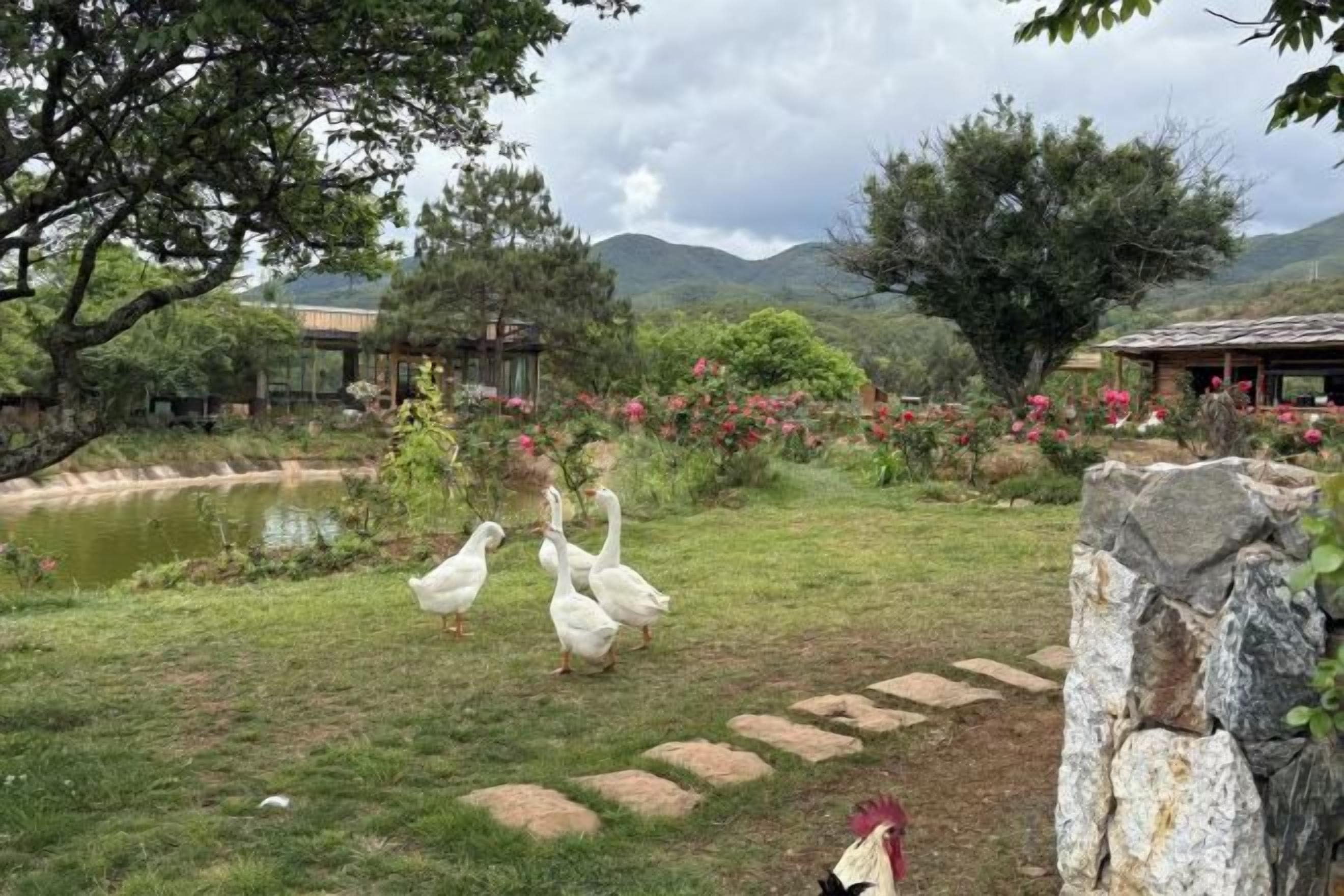 A garden with a pond, ducks, and a stone pathway.