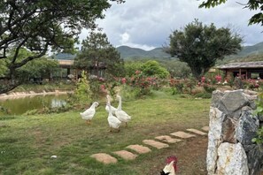 A garden with a pond, ducks, and a stone pathway. - Shaxi Serenity Residence (Jianchuan)