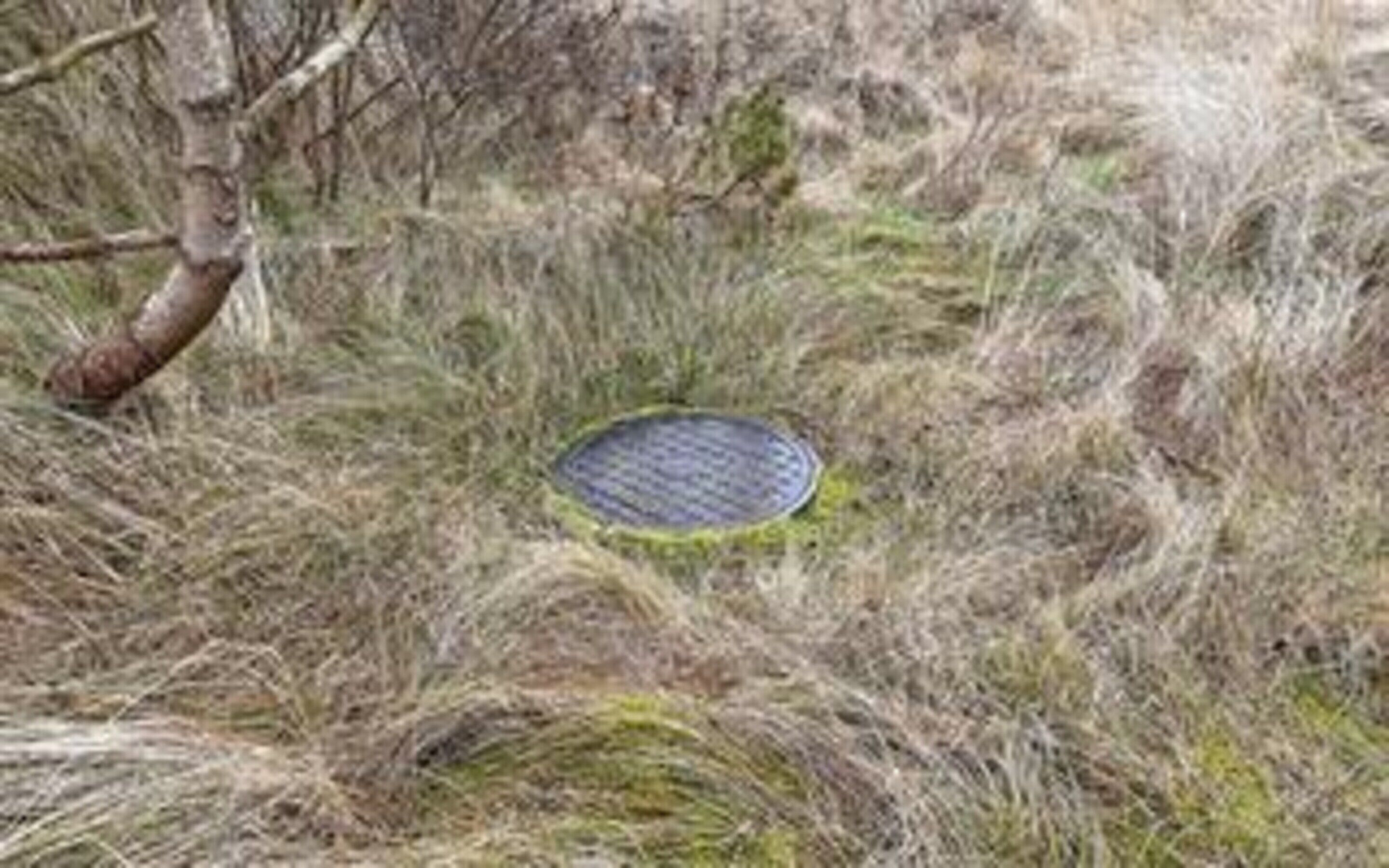 A manhole cover surrounded by dry grass and a tree.