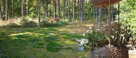 A hanging basket with plants in a forested area.