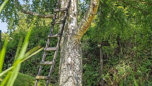 A wooden ladder leaning against a tree trunk in a grassy area with dense foliage in the background. - 4 Person Holiday Home in Vaeggerlose (Vaeggerlose)
