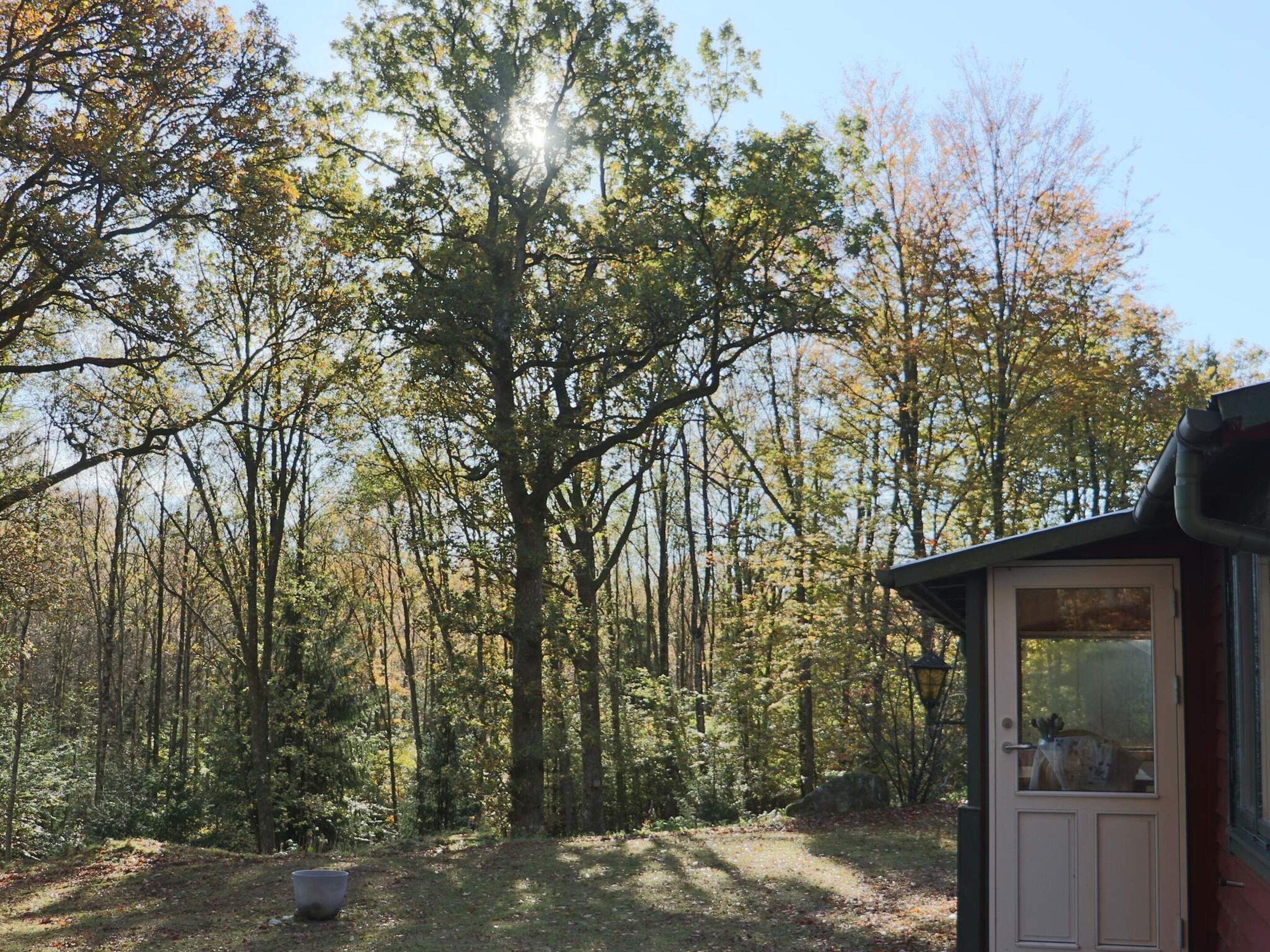 A forested area with a cabin featuring a door and windows, surrounded by trees.