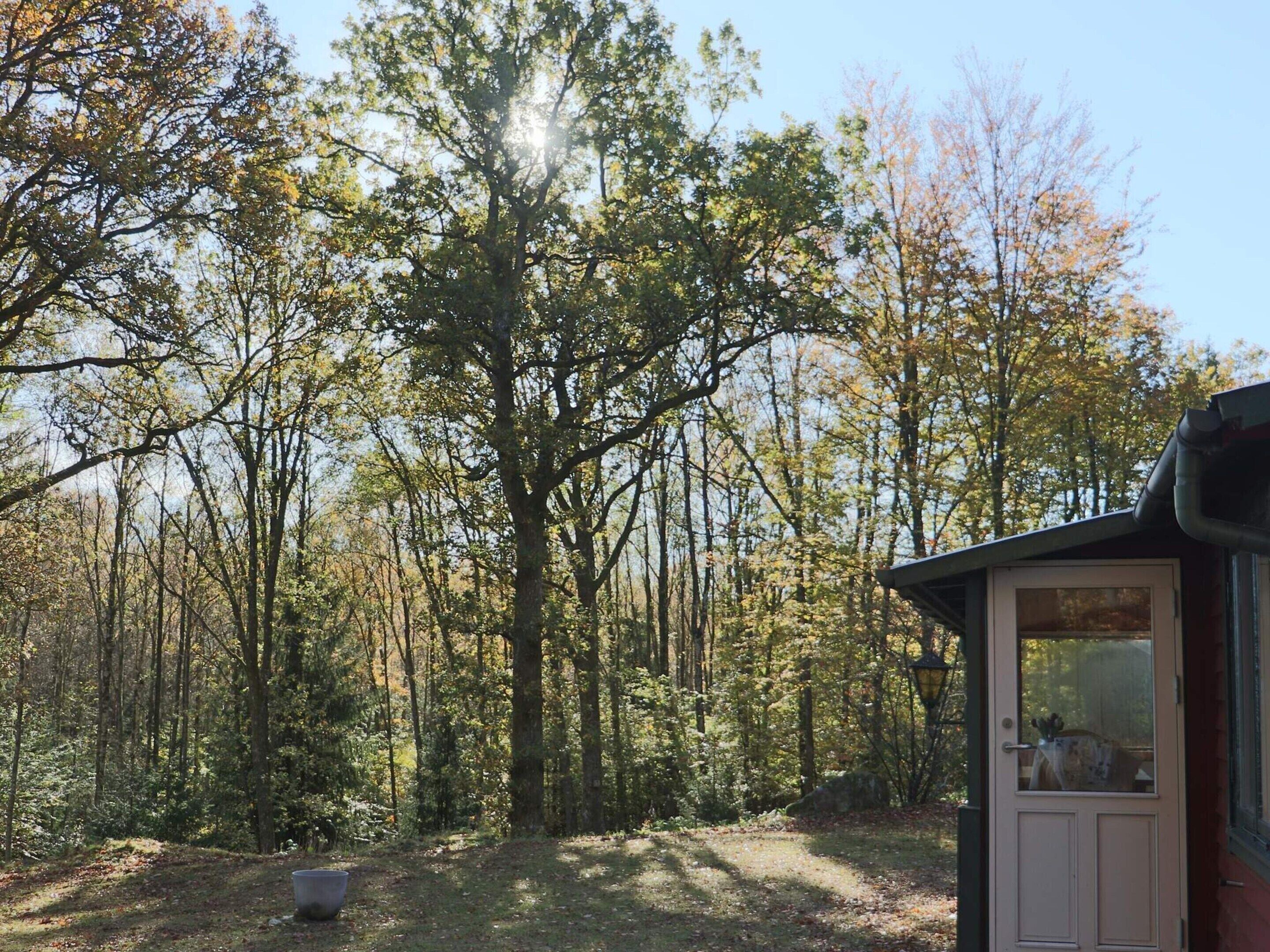 A forested area with a cabin featuring a door and a window, surrounded by trees.