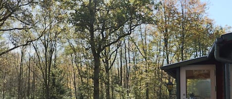 A forested area with a cabin featuring a door and a window, surrounded by trees.