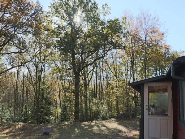 A forested area with a cabin featuring a door and a window, surrounded by trees.