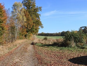 Un chemin de terre bordé d’arbres aux feuilles d’automne, qui mène à un champ.