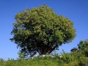 A large tree with a dense canopy, surrounded by grass and a fence. - 6 Person Holiday Home in Knebel (Knebel)