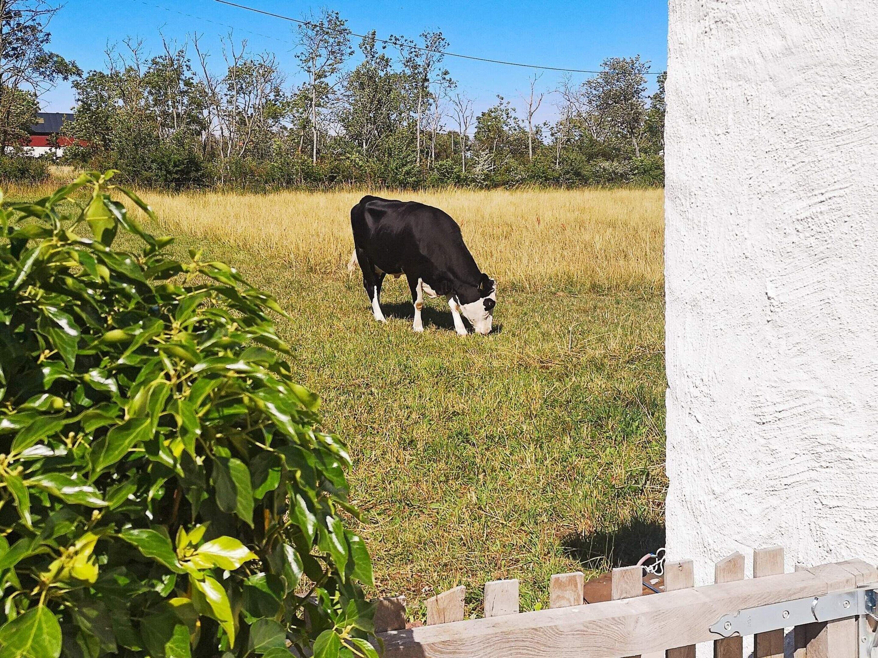 Una vaca pastando en un campo con un muro blanco y una cerca de madera al frente.