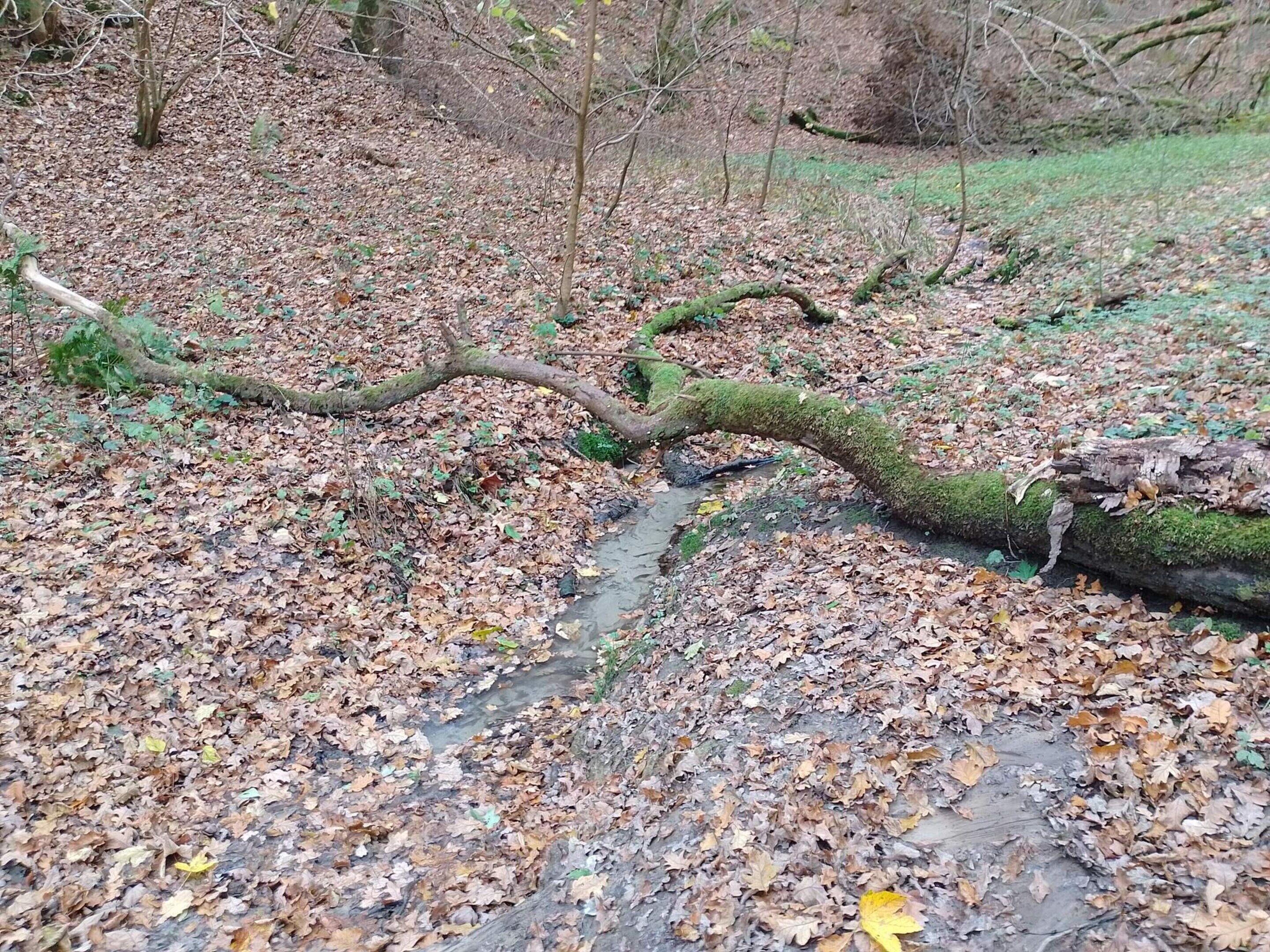 Un arbre abattu dans une forêt, avec un ruisseau qui la traverse.