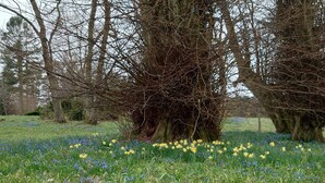A natural landscape with a large tree in the center, surrounded by a field of blue and yellow flowers. - 6 Person Holiday Home in Glesborg (Glesborg)