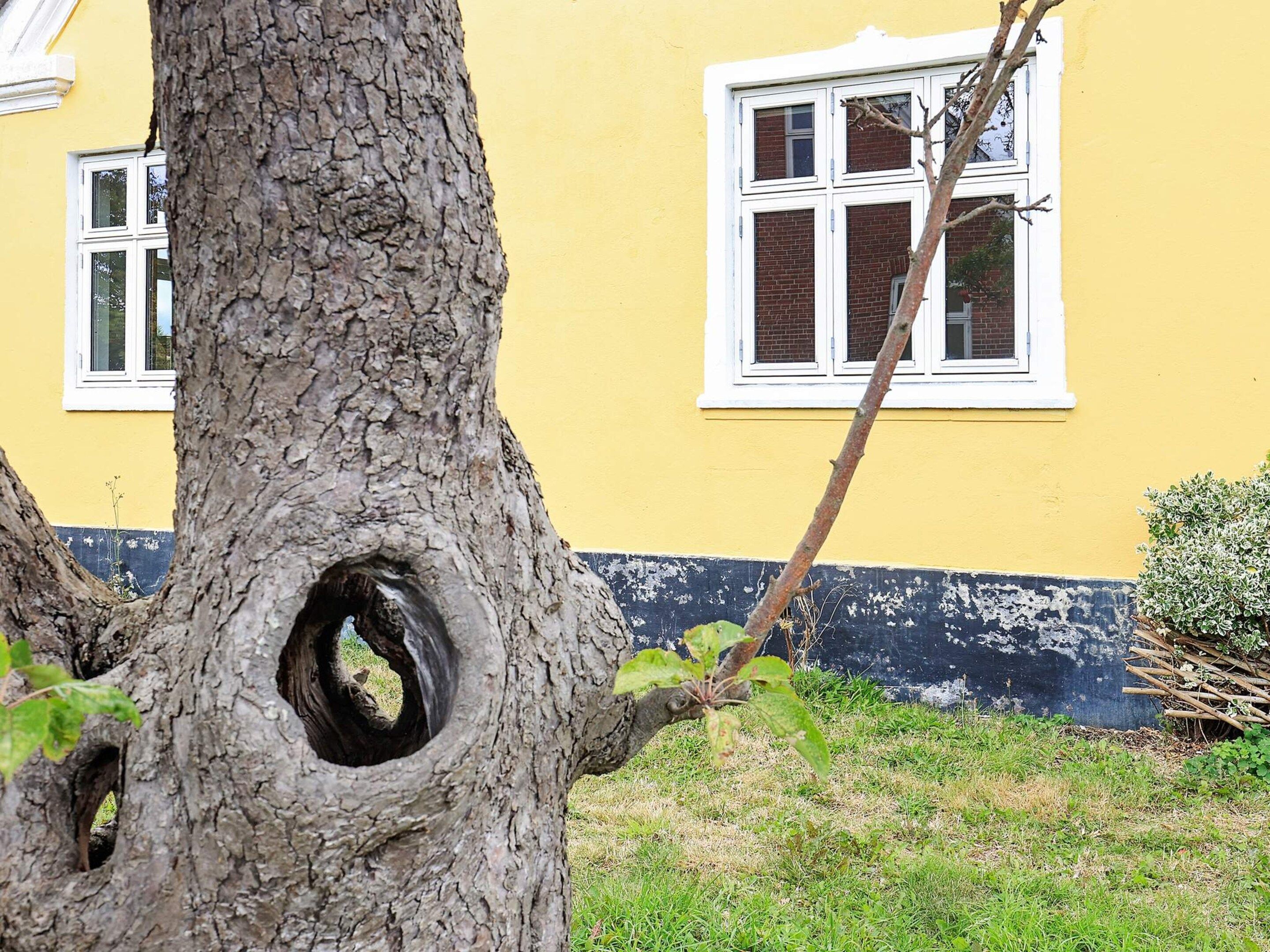 A tree with a hollow trunk in front of a yellow building with a window.