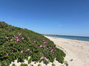 Une plage avec un rivage sablonneux, une rangée d’éoliennes à l’horizon et une ligne de fleurs roses au premier plan.