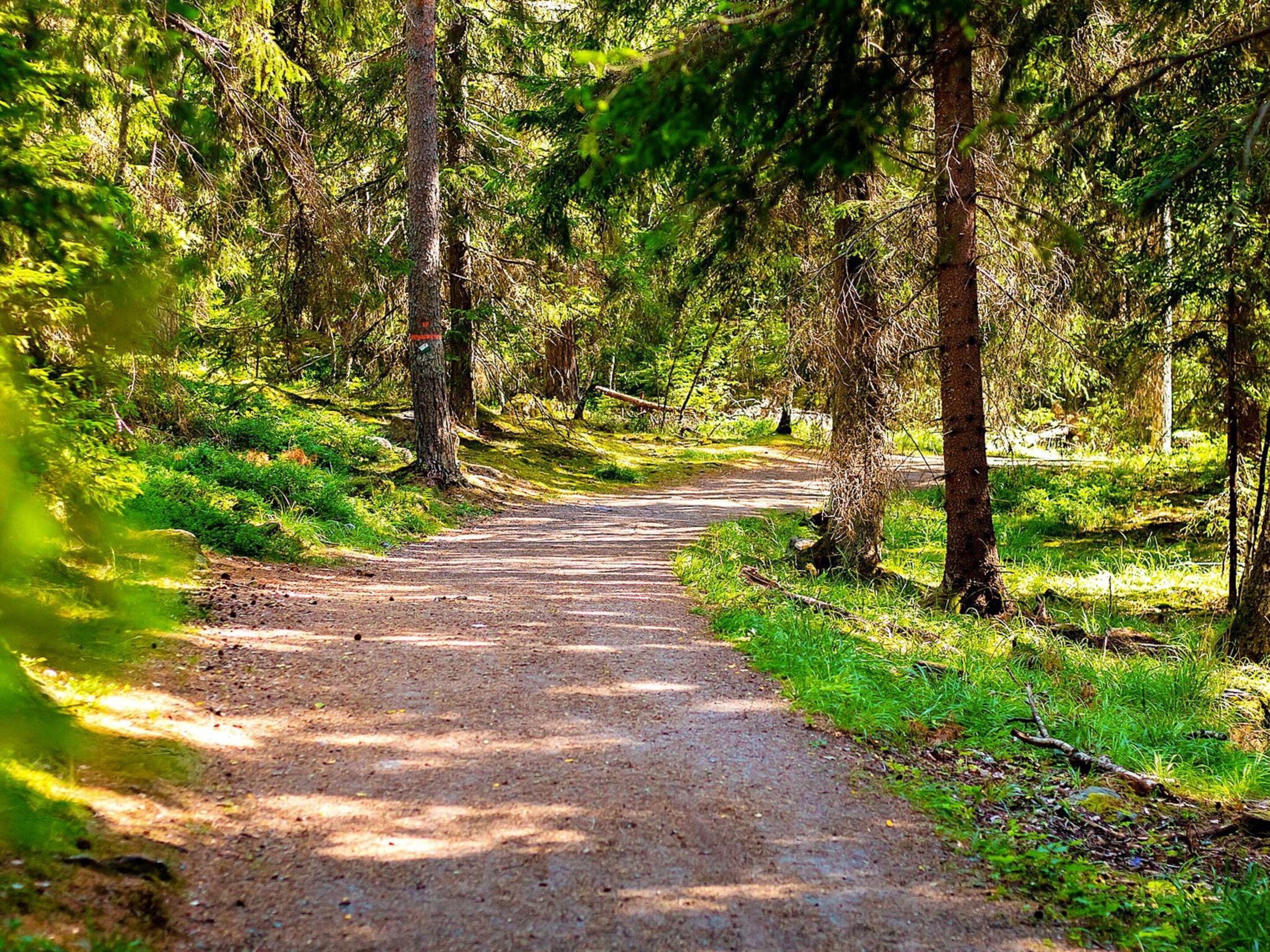A forested path with trees and greenery.